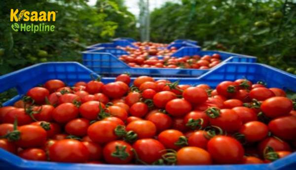 रोग प्रतिरोधक टमाटर की किस्में: आपको रोग प्रतिरोधक टमाटर का चयन कैसे करना चाहिए? रोग प्रतिरोधक टमाटर की किस्में: आपको रोग प्रतिरोधक टमाटर का चयन कैसे करना चाहिए?